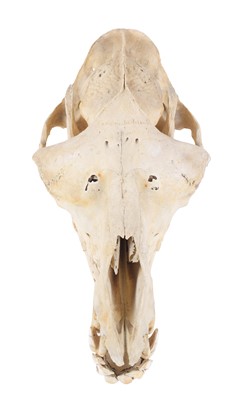 Lot 175 - Skulls/Anatomy: Bactrian Camel Skull (Camelus...