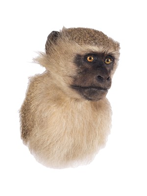 Lot Taxidermy: Vervet Monkey (Chlorocebus...