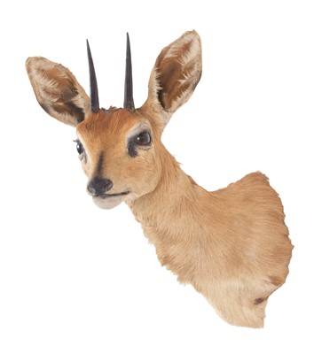 Lot 81 - Taxidermy: South African Steenbok (Raphicerus...