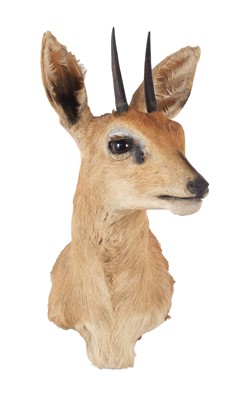 Lot 81 - Taxidermy: South African Steenbok (Raphicerus...