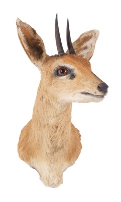 Lot Taxidermy: South African Steenbok (Raphicerus...