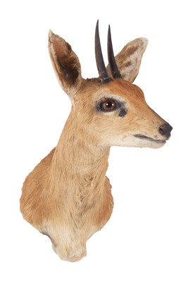 Lot Taxidermy: South African Steenbok (Raphicerus...