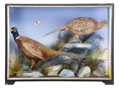 Lot 228 - Taxidermy: A Cased Pair of Ring-necked...