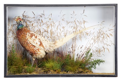 Lot 1118 - Taxidermy: A Late Victorian Cased Piebald...