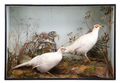 Lot 230 - Taxidermy: A Cased Pair of White Pheasants...
