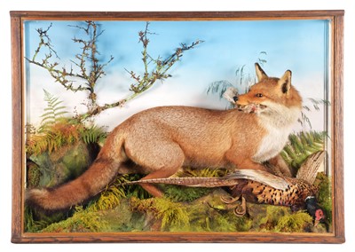 Lot 238 - Taxidermy: A Large Cased European Red Fox...