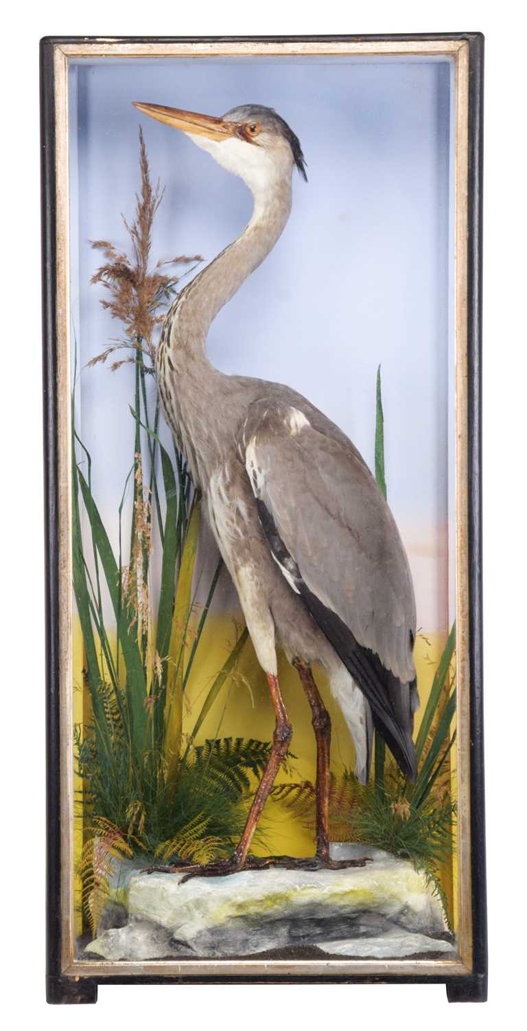 Lot 279 - Taxidermy: A Cased Grey Heron (Ardea cinerea),...