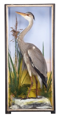 Lot 279 - Taxidermy: A Cased Grey Heron (Ardea cinerea),...