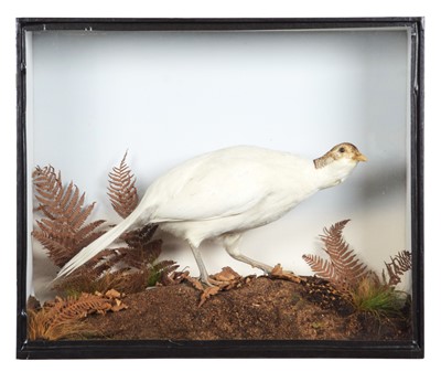 Lot 231 - Taxidermy: A Late Victorian Cased White...