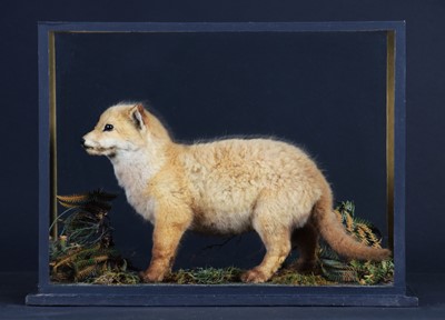Lot 293 - Taxidermy: A Cased European Red Fox Cub...