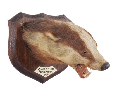 Lot 209 - Taxidermy: An Erythristic European Badger Mask...
