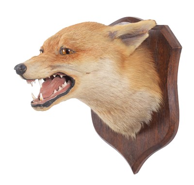 Lot 224 - Taxidermy: Red Fox Mask (Vulpes vulpes), circa...