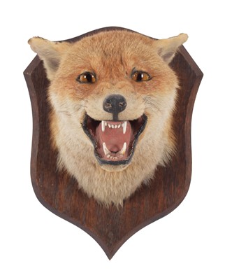 Lot 224 - Taxidermy: Red Fox Mask (Vulpes vulpes), circa...