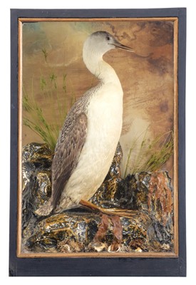Lot 232 - Taxidermy: A Cased Red-throated Diver (Gavia...