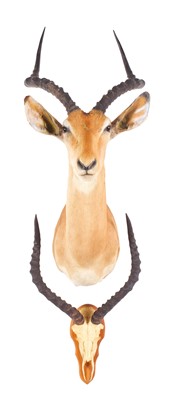 Lot 213 - Taxidermy: Common Impala (Aepyceros Melampus),...