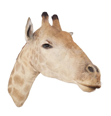 Lot 211 - Taxidermy: South African Giraffe (Giraffa...