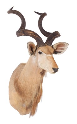 Lot 406 - Taxidermy: Cape Greater Kudu (Strepsiceros...