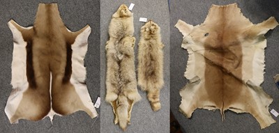 Lot 1108 - Taxidermy/Skins/Hides: A Coyote, Impala,...