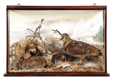 Lot 218 - Taxidermy: A Cased Pair of European Woodcock...