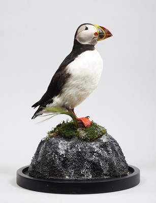 Lot 277 - Taxidermy: Atlantic Puffin (Fratercula...