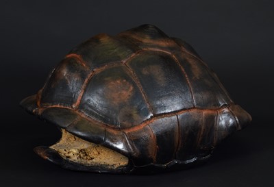 Lot 188 - Natural History: An Aldabra Giant Tortoise...