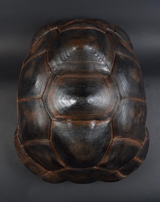 Lot 188 - Natural History: An Aldabra Giant Tortoise...