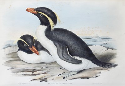 Lot 1152 - After John Gould (1804-1881) A pair of...