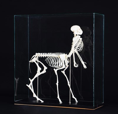 Lot 194 - Skeletons/Anatomy: A Composed Centaur Skeleton,...