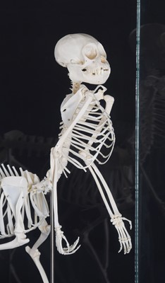 Lot 194 - Skeletons/Anatomy: A Composed Centaur Skeleton,...