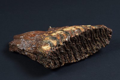 Lot 170 - Natural History: A Fossilized Mammoth Tooth...