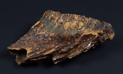 Lot 170 - Natural History: A Fossilized Mammoth Tooth...