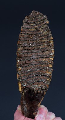 Lot 170 - Natural History: A Fossilized Mammoth Tooth...