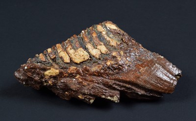 Lot 170 - Natural History: A Fossilized Mammoth Tooth...