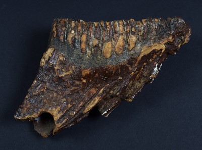 Lot 170 - Natural History: A Fossilized Mammoth Tooth...