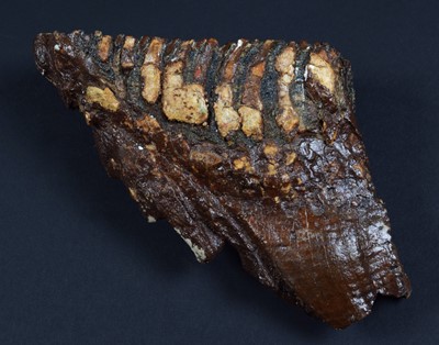 Lot 170 - Natural History: A Fossilized Mammoth Tooth...