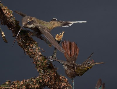 Lot 227 - Taxidermy: A Late Victorian Display of South...