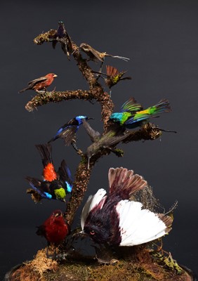 Lot 227 - Taxidermy: A Late Victorian Display of South...