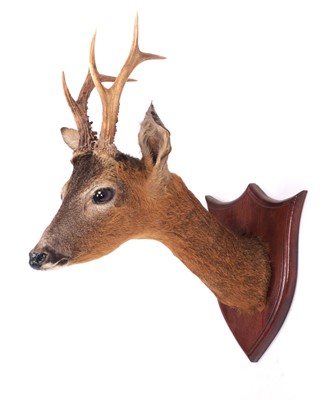 Lot 1392 - Taxidermy: European Roebuck (Capreolus...