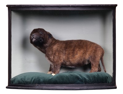 Lot 236 - Taxidermy: A Cased Staffordshire Bull Terrier...