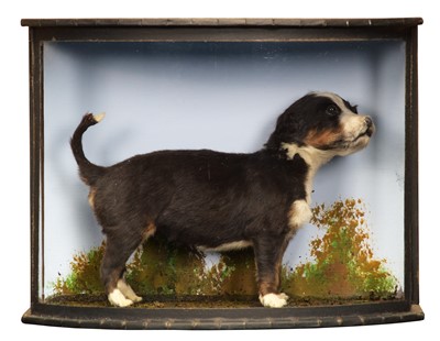 Lot Taxidermy: A Cased Bernese Mountain Dog Puppy...