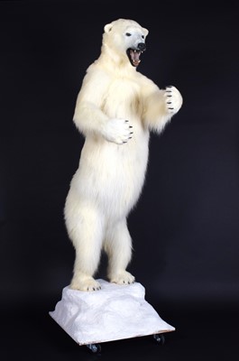 Lot 263 - Taxidermy: Polar Bear (Ursus maritimus), circa...