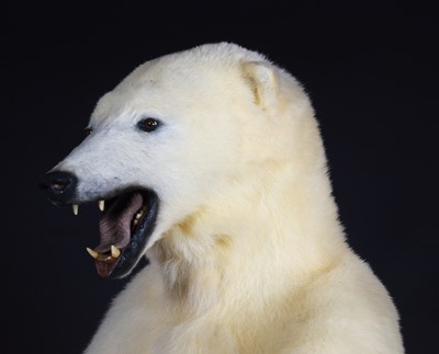 Lot 263 - Taxidermy: Polar Bear (Ursus maritimus), circa...