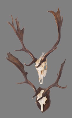 Lot 236 - Antlers/Horns: Two Sets of German Fallowbuck...