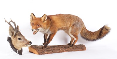 Lot 237 - Taxidermy: A European Red Fox and Roebuck, a...