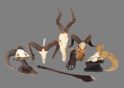 Lot 238 - Antlers/Horns: A Group of African and European...