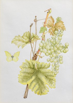 Lot 389 - Mary Grierson (1912-2012) "Common Grape Vine"...