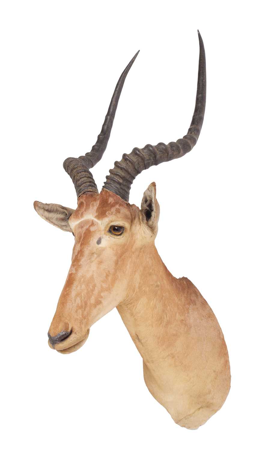 Lot 62 Taxidermy A Very Rare Hirola Or Hunter s Lot 62 Taxidermy A Very Rare Hirola Or Hunter s