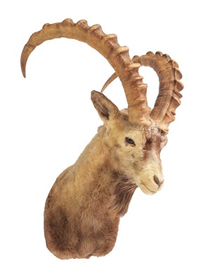 Lot 276 - Taxidermy: Mid-Asian Ibex (Capra sibirica...