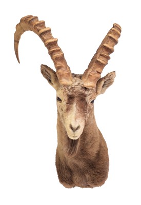 Lot 276 - Taxidermy: Mid-Asian Ibex (Capra sibirica...