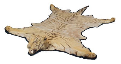 Lot 237 - Taxidermy: A Bengal Tiger Skin (Panthera...